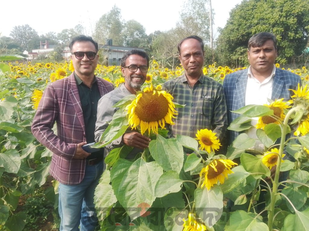 টাঙ্গাইলের মধুপুরে লাল মাটির দেশে সূর্যমুখীর চাষে এক টুকরো হলুদ স্বর্গ