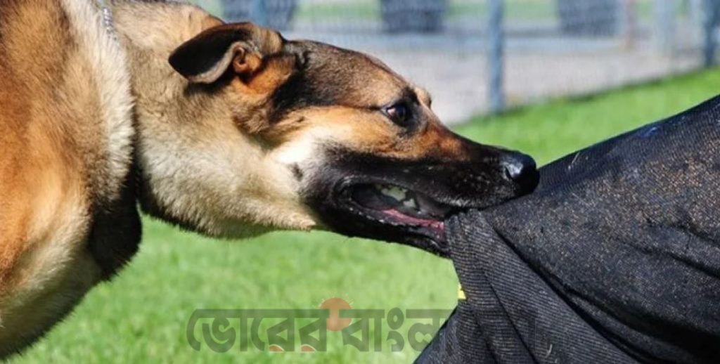 মধুপুরে পাগলা কুকুরের তাণ্ডবে ১৯ জন হাসপাতালে