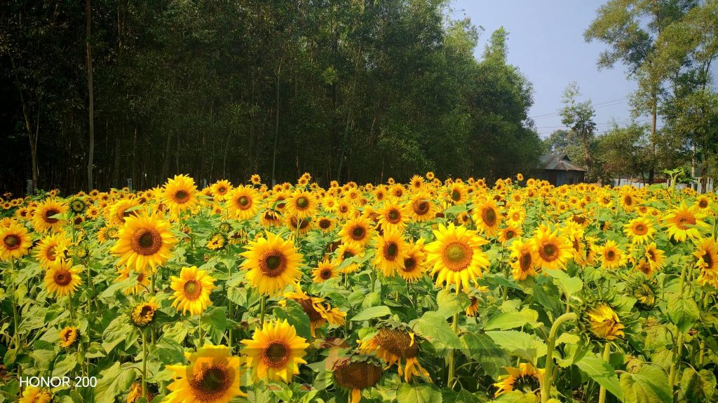 অবুঝ সূর্যমুখীর হাসিতে মুগ্ধ ঘাটাইল: জনস্বাস্থ্যের সুরক্ষায় ধূমপানমুক্ত পরিবেশের ডাক