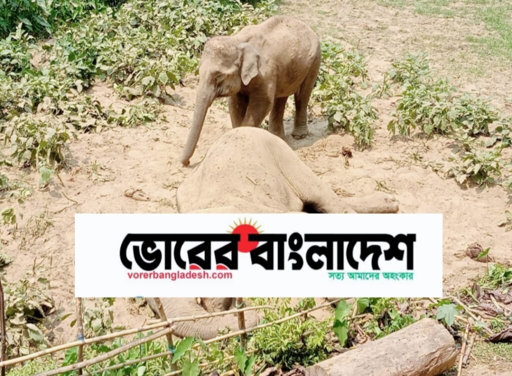 রাঙামাটির লংগদুতে বন্য হাতির মৃত্যু, সঙ্গীর শোকে আবেগঘন দৃশ্য