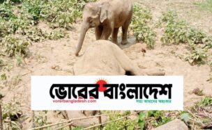 রাঙামাটির লংগদুতে বন্য হাতির মৃত্যু, সঙ্গীর শোকে আবেগঘন দৃশ্য