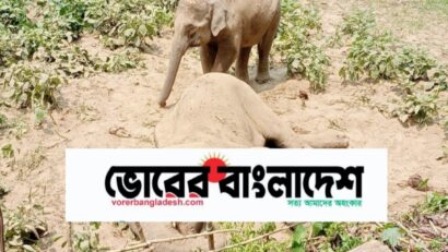 রাঙামাটির লংগদুতে বন্য হাতির মৃত্যু, সঙ্গীর শোকে আবেগঘন দৃশ্য