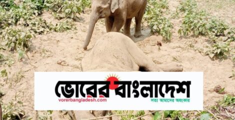 রাঙামাটির লংগদুতে বন্য হাতির মৃত্যু, সঙ্গীর শোকে আবেগঘন দৃশ্য