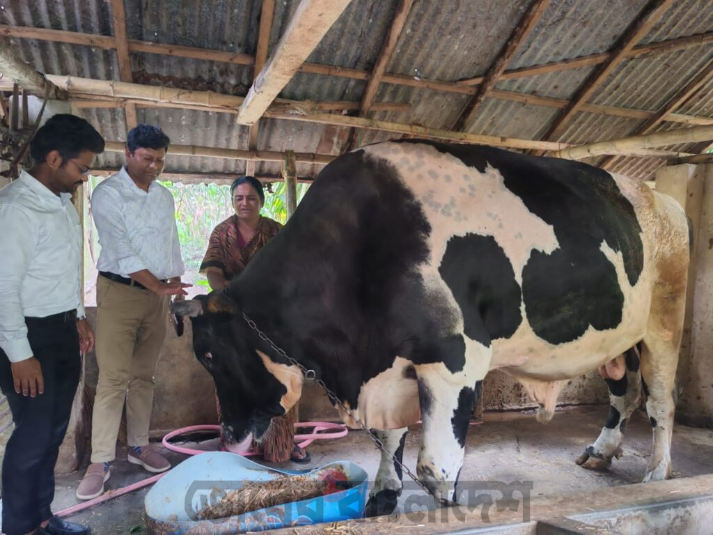 ডুমুরিয়ার চিরকুমারী মিনু সাহা গরু রাজা মানিক পালন করে স্বাবলম্বী হয়েছে।