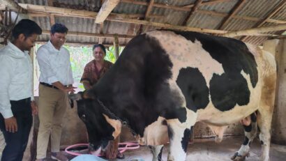 ডুমুরিয়ার চিরকুমারী মিনু সাহা গরু রাজা মানিক পালন করে স্বাবলম্বী হয়েছে।