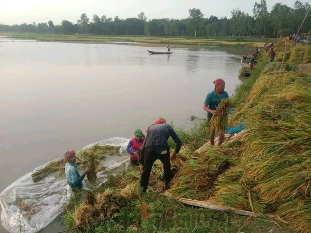 অলোয়া বিলে পানির নিচে পাকা ধান, দিশেহারা কৃষকরা