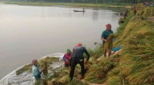 অলোয়া বিলে পানির নিচে পাকা ধান, দিশেহারা কৃষকরা