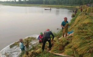 অলোয়া বিলে পানির নিচে পাকা ধান, দিশেহারা কৃষকরা