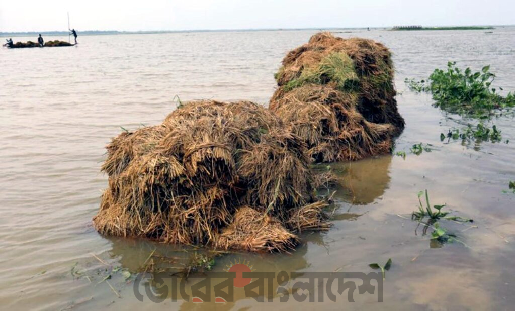 সিলেট জুড়ে হাওরপাড়ের কৃষকের মাঝে এখন হাহাকার ও দীর্ঘশ^াস