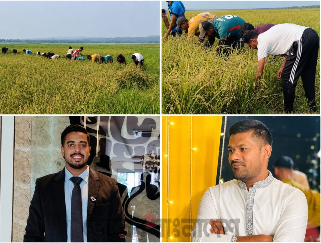 আর্থিক অসুবিধায় থাকা কৃষকের পাশে ছাত্রদল, ধান কেটে ঘরে তুলে দিলেন নেতাকর্মীরা
