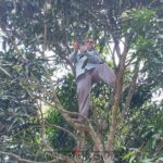 নেটওয়ার্ক পেতে আমগাছে উঠলেন প্রধান শিক্ষক, দুর্গম পাহাড়ে অনলাইন হাজিরার ভোগান্তি