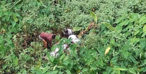 টাঙ্গাইলে পৃথকস্থানে দুইজনের অর্ধগলিত মরদেহ উদ্ধার