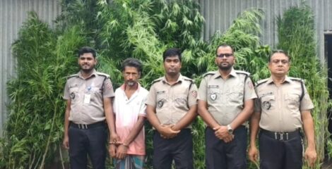 টাঙ্গাইলে বাড়ির আঙ্গিনা থেকে ১১ টি গাঁজা গাছ উদ্ধার, একজন গ্রেপ্তার 