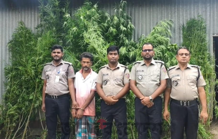 টাঙ্গাইলে বাড়ির আঙ্গিনা থেকে ১১ টি গাঁজা গাছ উদ্ধার, একজন গ্রেপ্তার 